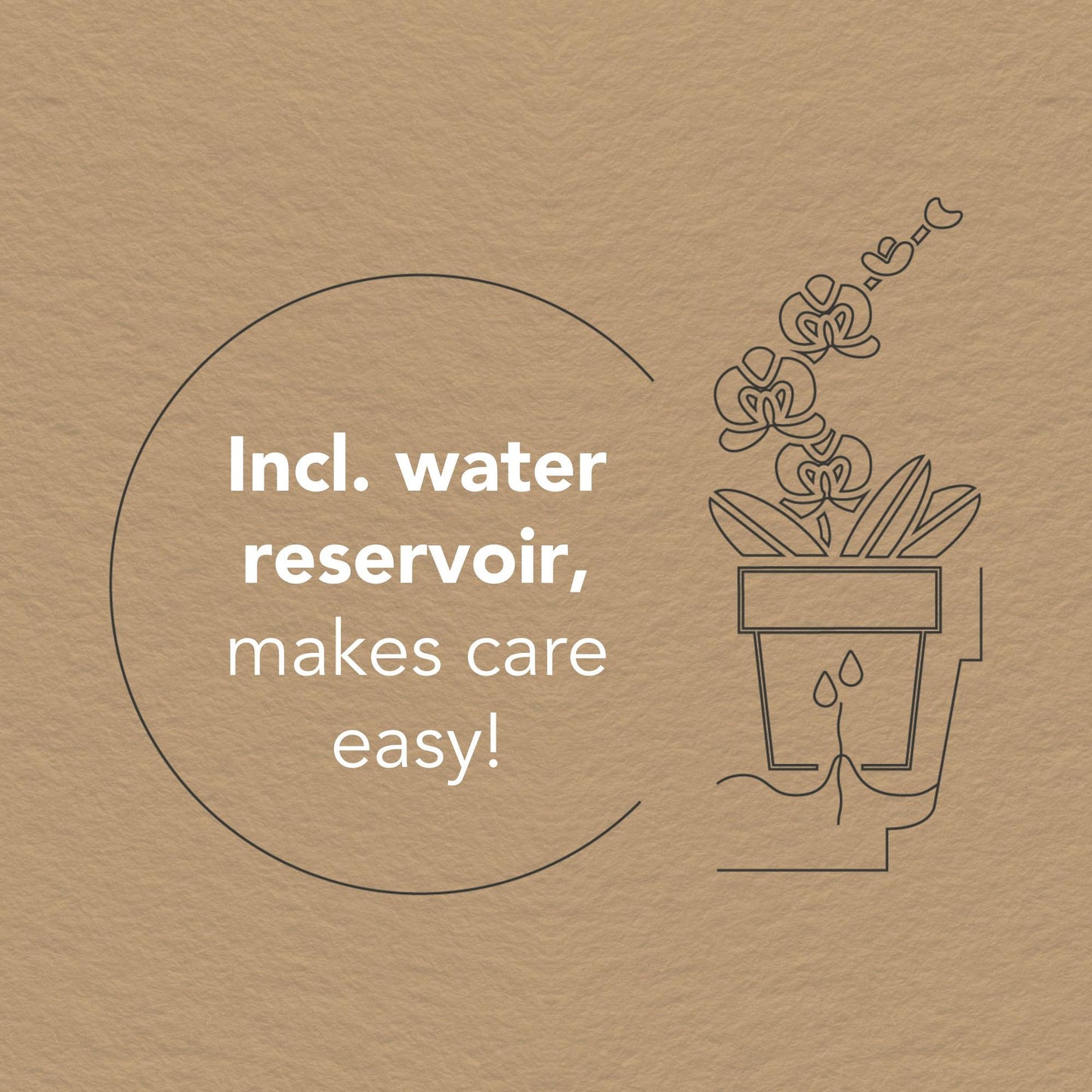 Kolibri Orchids – Set di Orchidee Bianche in Coppa “Honey” con Serbatoio d’Acqua