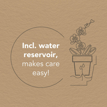 Kolibri Orchids – Set di Orchidee Bianche in Coppa “Honey” con Serbatoio d’Acqua