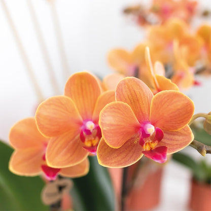 Kolibri Orchids | Orchidea Phalaenopsis arancione – Mineral Bolzano – diametro vaso Ø9cm
