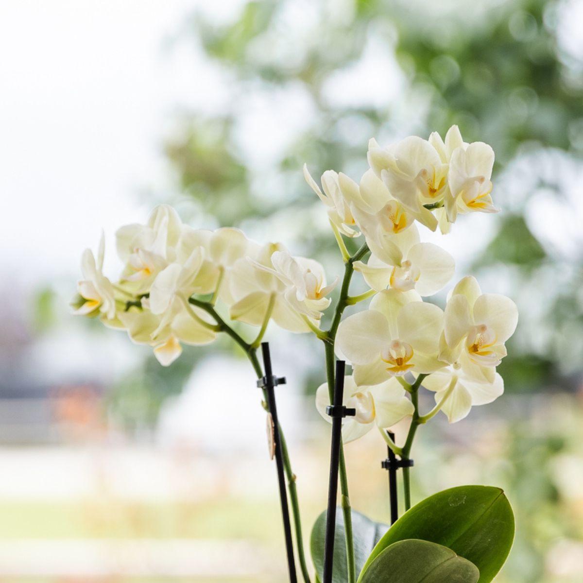 Kolibri Orchids | Gift Set Big Piante verdi con orchidea Phalaenopsis gialla in coprivasi Simplicity gialli su vassoio in bambù