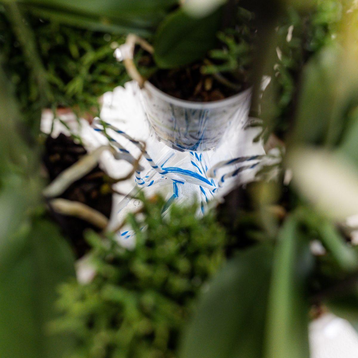 Kolibri Orchids – Set di Orchidee Bianche in Coppa “Honey” con Serbatoio d’Acqua