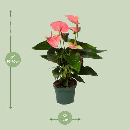 Anthurium Andreanum Sweet Dream – Vaso Ø12 cm – H 35 cm