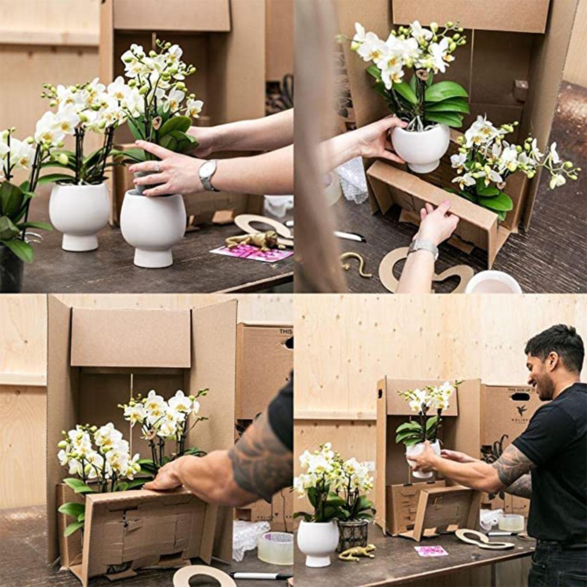 Kolibri Company | Set regalo Luxury Living | Set di piante con orchidea Phalaenopsis bianca e piante grasse, incluse coperture in ceramica