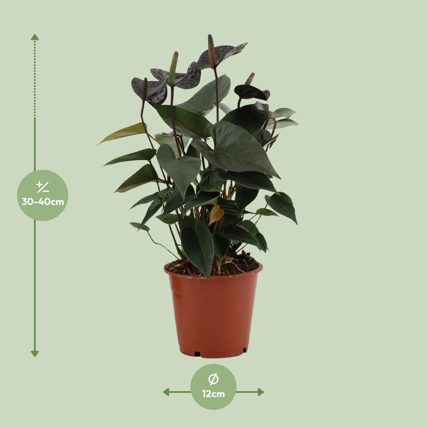 Anthurium Black Love – Vaso Ø12 cm – H 36 cm