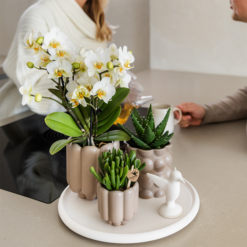 Kolibri Orchids | Gift Set Slow Living | Piante verdi con orchidea Phalaenopsis bianca Lausanne in vasi beige su vassoio bianco
