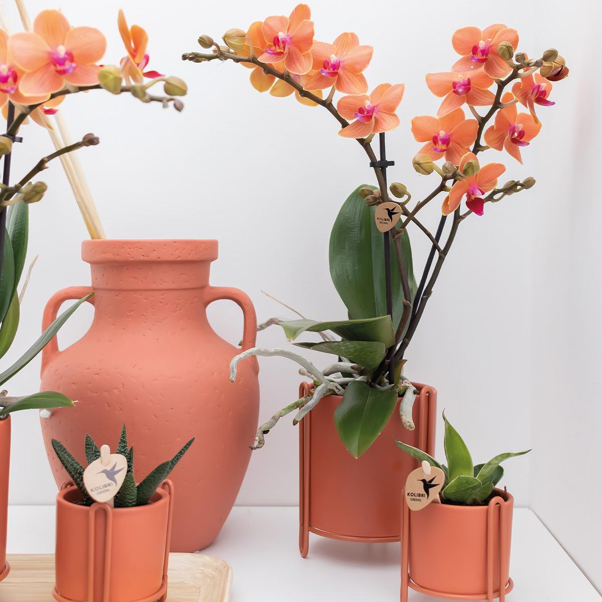 Kolibri Orchids | Orchidea Phalaenopsis arancione – Mineral Bolzano – diametro vaso Ø9cm