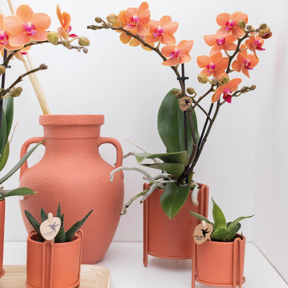 Kolibri Orchids | Orchidea Phalaenopsis arancione – Mineral Bolzano – diametro vaso Ø9cm