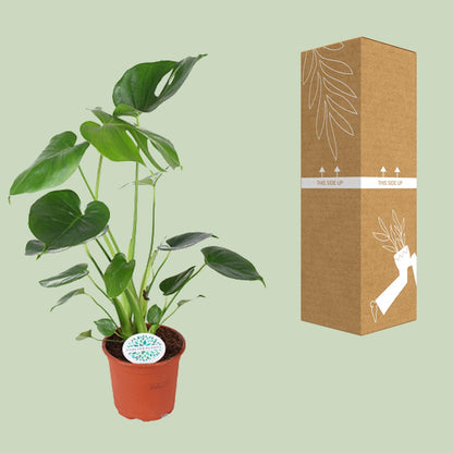 Monstera Deliciosa