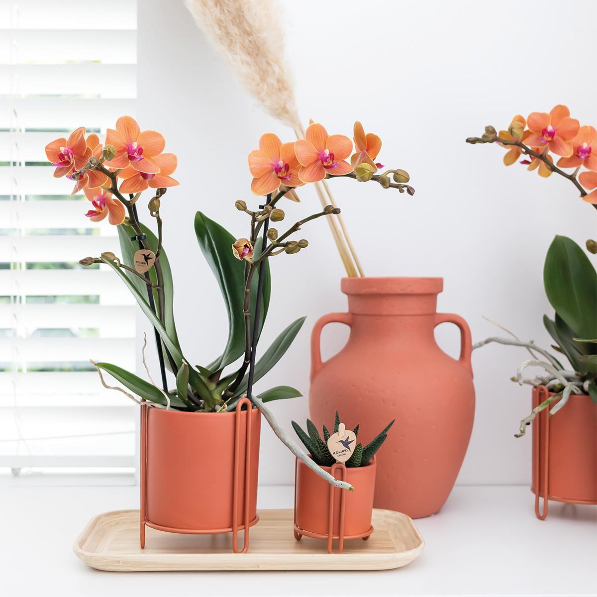 Kolibri Orchids | Orchidea Phalaenopsis arancione – Mineral Bolzano – diametro vaso Ø9cm