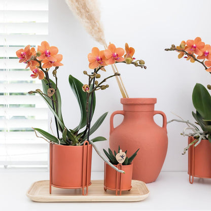 Kolibri Orchids | Orchidea Phalaenopsis arancione – Mineral Bolzano – diametro vaso Ø9cm