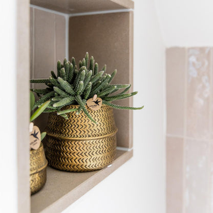 Kolibri Company - Set di piante Groove oro | Set con orchidea Phalaenopsis Amabilis bianca Ø9cm e pianta grassa Succulenta Aloe Brevifolia Ø6cm | incl. coprivaso dorati in ceramica