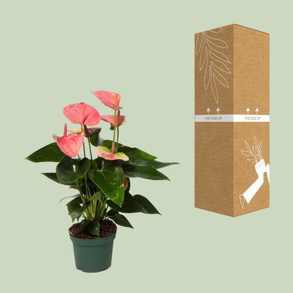 Anthurium Andreanum Sweet Dream – Vaso Ø12 cm – H 35 cm