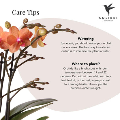Kolibri Orchids | Orchidea Phalaenopsis arancione – Mineral Bolzano – diametro vaso Ø9cm